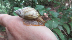 Plectostylus araucanus