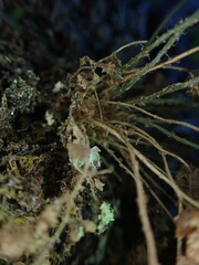 Dryopteris glabra pusilla