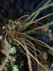 Dryopteris glabra pusilla