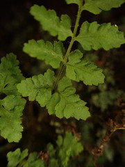 Dryopteris glabra pusilla