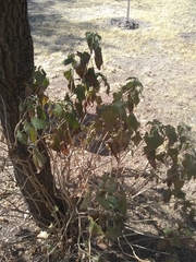 Ageratina petiolaris
