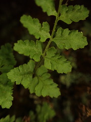 Dryopteris glabra pusilla