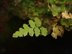 Dryopteris glabra pusilla