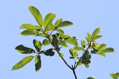 Conirostrum speciosum