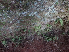 Dryopteris glabra pusilla