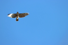Buteo jamaicensis