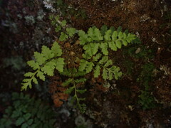 Dryopteris glabra pusilla