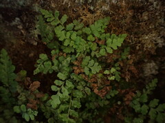Dryopteris glabra pusilla