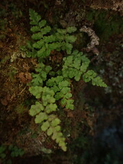 Dryopteris glabra pusilla