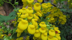 Calceolaria dentata