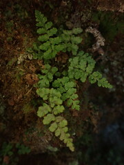 Dryopteris glabra pusilla