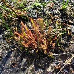 Drosera linearis