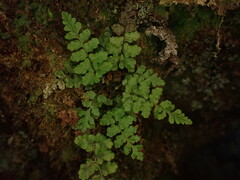 Dryopteris glabra pusilla