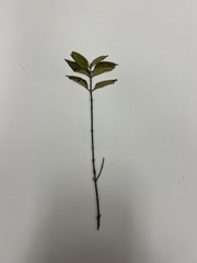 Mentha × piperita