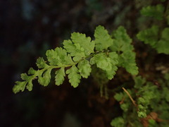 Dryopteris glabra pusilla