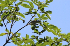 Conirostrum speciosum