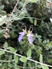 Teucrium fruticans