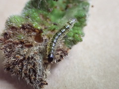 Lepidoptera