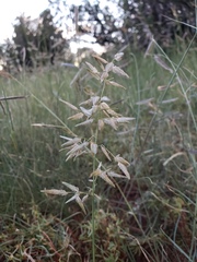 Poa