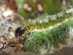 Lepidoptera