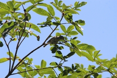 Conirostrum speciosum