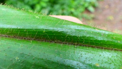 Costus pulverulentus