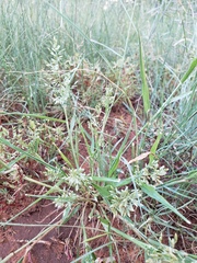 Poa