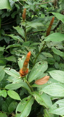 Costus pulverulentus