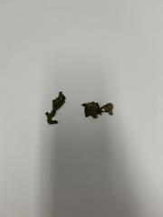 Marchantia polymorpha