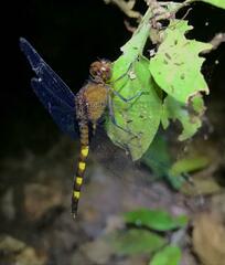 Erythemis attala
