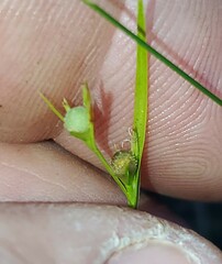 Scleria ciliata