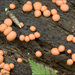 粉瘤黏菌屬 - Photo (c) Amadej Trnkoczy，保留部份權利CC BY-NC-SA