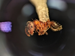 Myrmica rubra