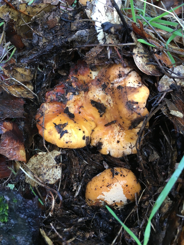 chanterelles in December 2022 by Brianne Nelson · iNaturalist