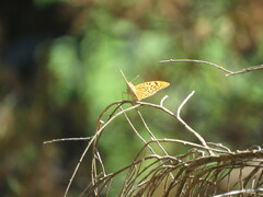 Argynnis