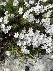 Phlox diffusa