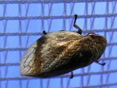 Lepyronia coleoptrata