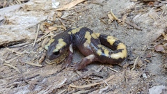 Ensatina eschscholtzii croceater