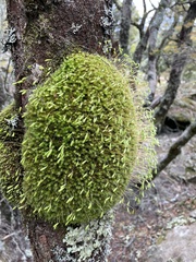 Leptostomum inclinans