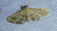 Nacoleia rhoeoalis
