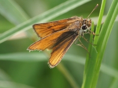 Copaeodes minima