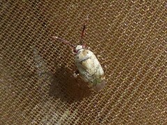 Eurystylus bellevoyei