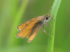 Copaeodes minima