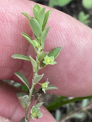 Phyllanthus polygonoides