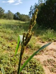 Sorghum