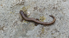 Batrachoseps relictus