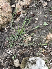 Phyllanthus polygonoides