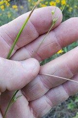 Scleria ciliata