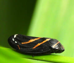 Sphodroscarta trivirgata