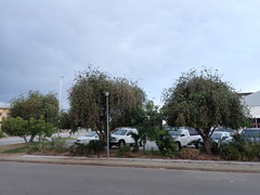 Phoenix canariensis